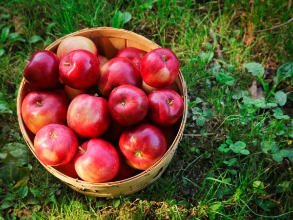 Яблоки лучше всего кушать в свежем виде