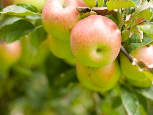 Сортовые особенности яблони Сладкая нега