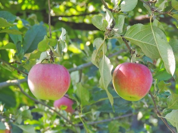 Выращивание яблони Слава Победителям