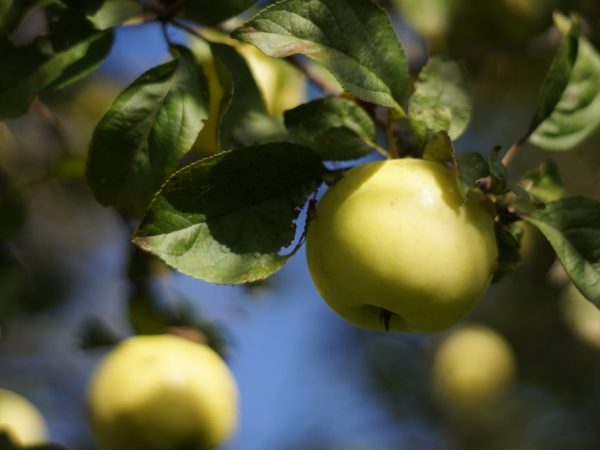 Яблоки можно долго хранить в свежем виде