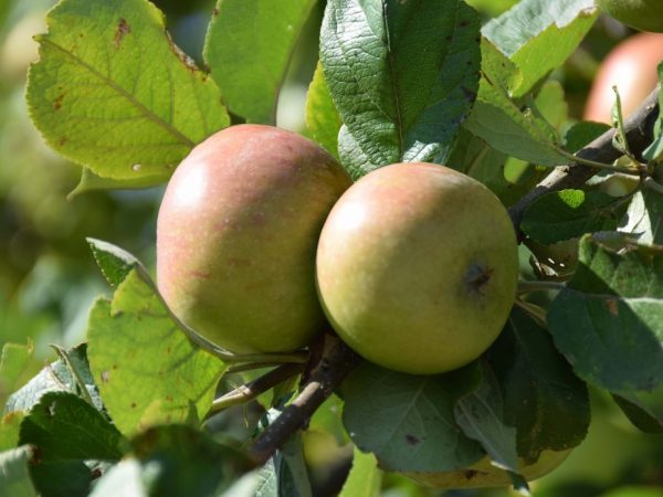 Выращивание яблони Строевское