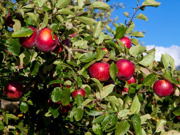 Сорт яблони Сябрына