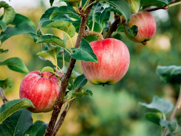 Выращивание яблони Уральское розовое