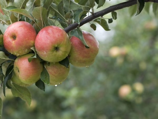 Сортовые особенности яблони Услада