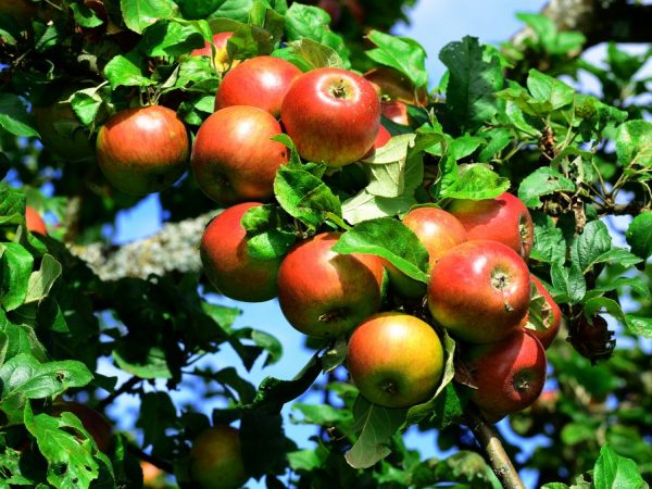 Яблоня вишневое описание сорта фото отзывы садоводов