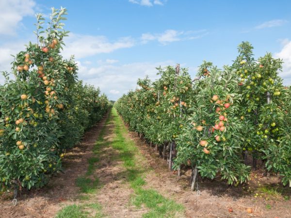Яблоня вишневое описание сорта фото отзывы садоводов