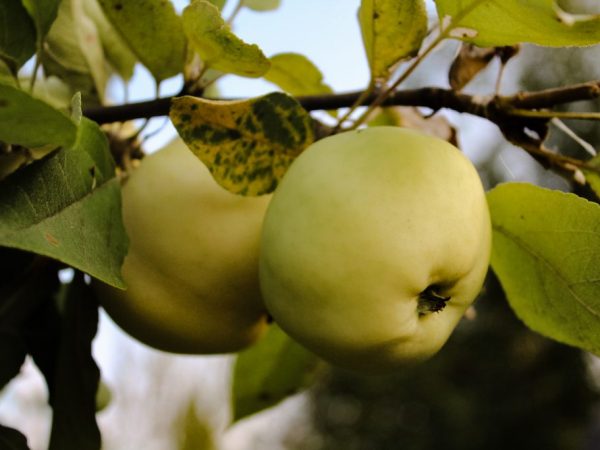 Выращивание яблони Юнга