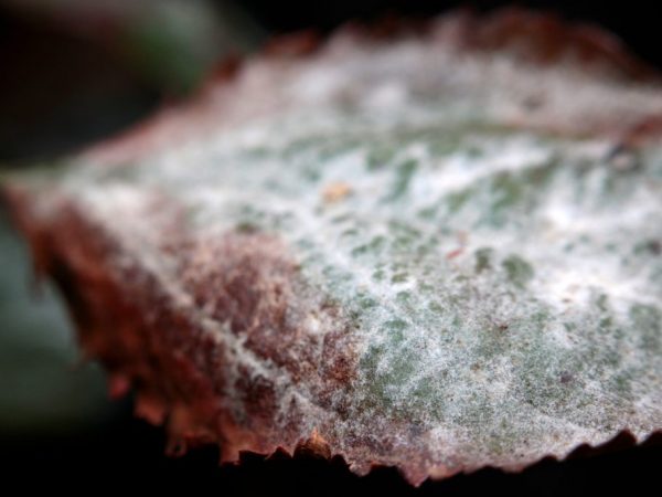 Причины и лечение белого налета на листьях яблони
