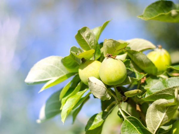 Выращивание яблони Чудное