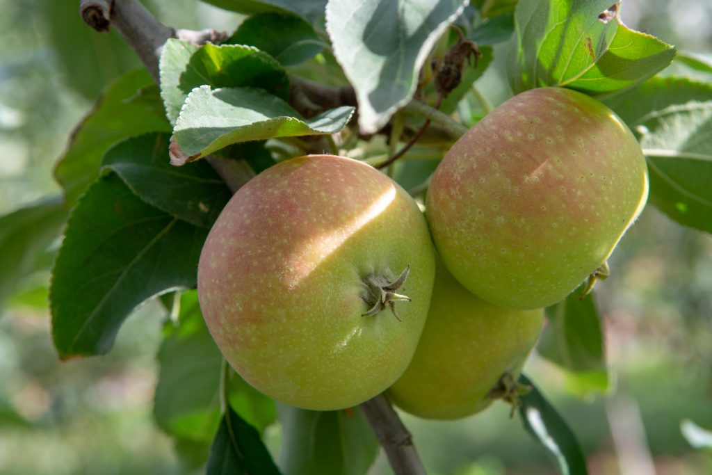 Сорта яблок для сибири с фото