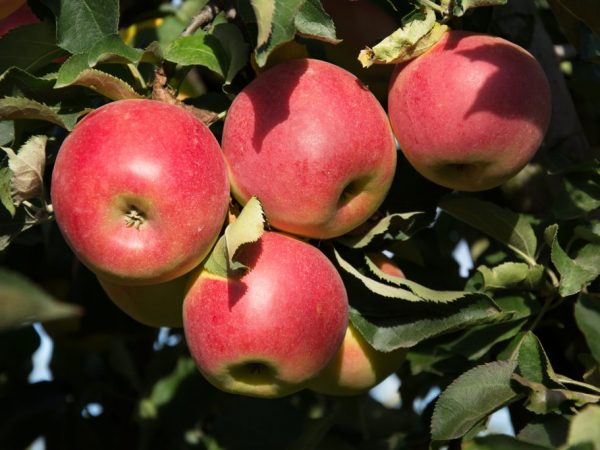 Популярные сорта яблонь для Сибири