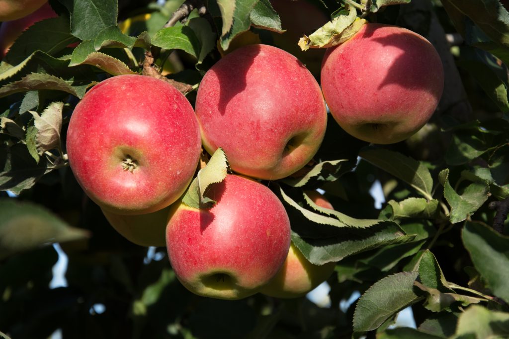 Невысокие сорта яблонь для урала с фото и описанием