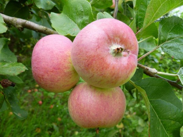 Сорт яблони Грушовка