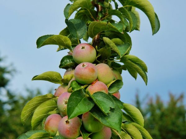 Колоновидные сорта яблонь для Урала