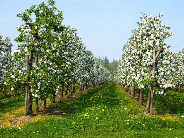 Яблони нуждаются в обязательном удобрении
