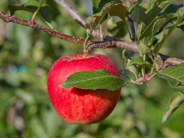 Сортовая характеристика яблони Легенда