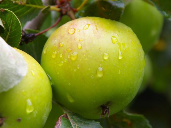 Выращивание яблони Мартовское