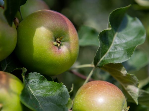 Польза употребления яблок для женщины