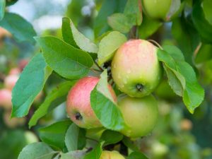 Особенности яблони сорта Ковровое