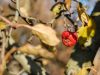 Причины усыхания ветвей и листьев на яблоне