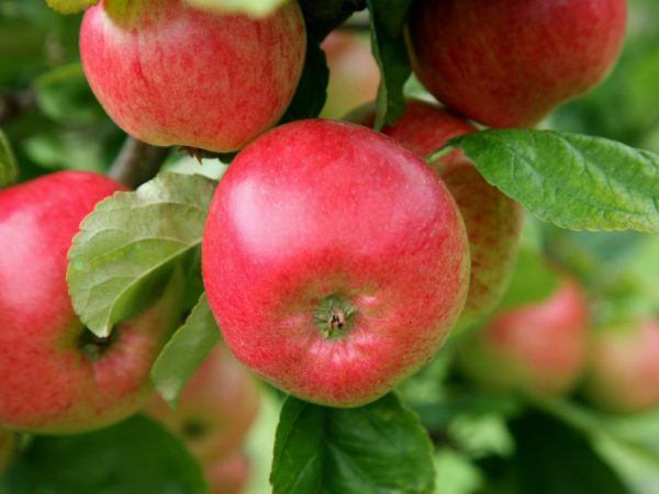 Популярные сорта яблонь для Ленинградской области