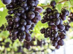 Описание новых сортов винограда 2019 года