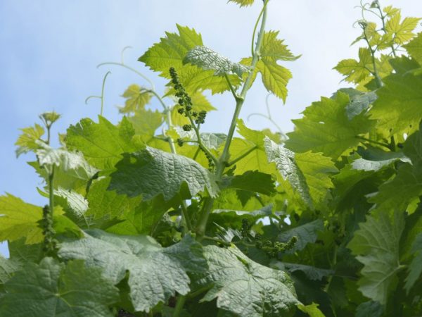 В каждом регионе выращивают разный виноград