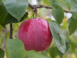 Выращивание яблони Флорина