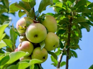 Сорт яблони Осенняя радость