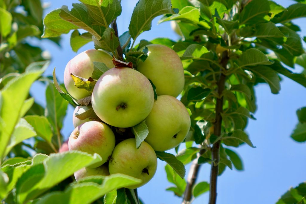 Лучшие осенние сорта яблонь для средней полосы россии с фото и описанием