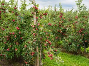 Особенности выращивания яблони Спартан