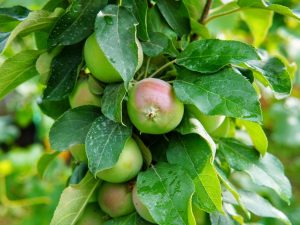 Выращивание колоновидной яблони