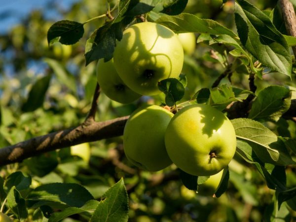 Особенности полива яблони в разное время года