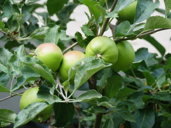В период созревания плодов яблоню нужно удобрить