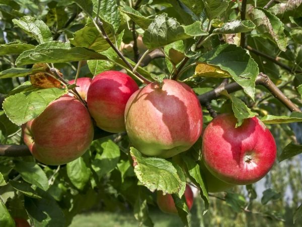 Сортовые особенности яблони Жигулевское
