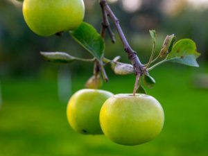 Польза зеленых яблок