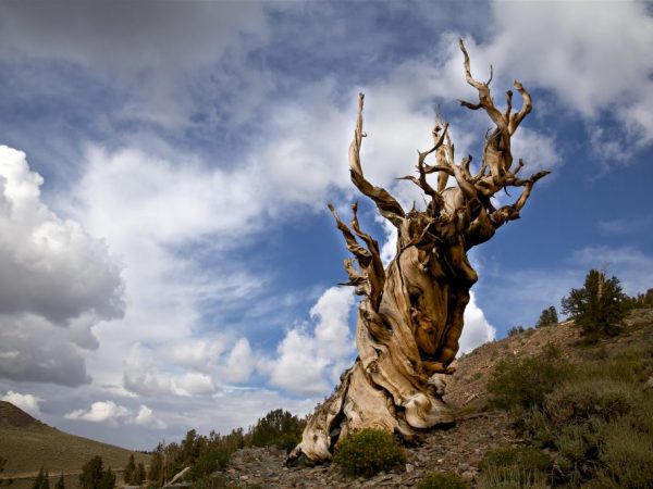 Сосна Мафусаил — одно из старейших деревьев на Земле