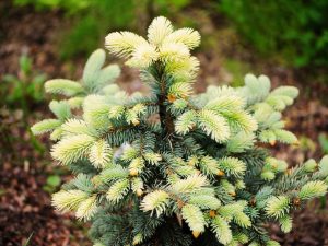 Ель колючая Белобок — уникальное растение с необычным окрасом хвои