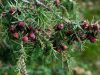 Крымский можжевельник —шикарное дерево для южных садов