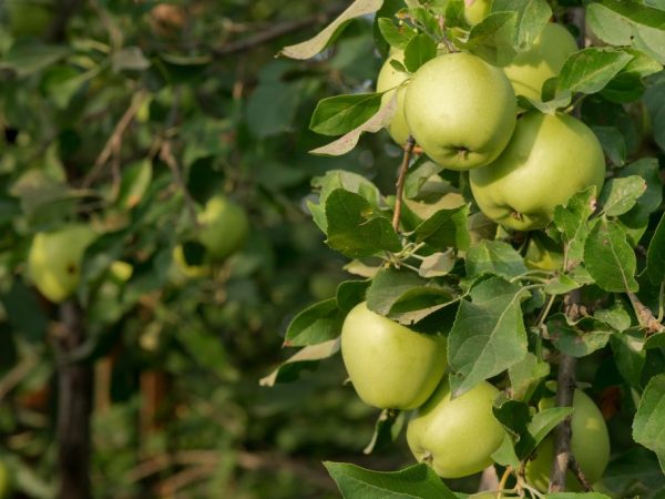 Яблоки с ранних сортов нужно сразу же перерабатывать