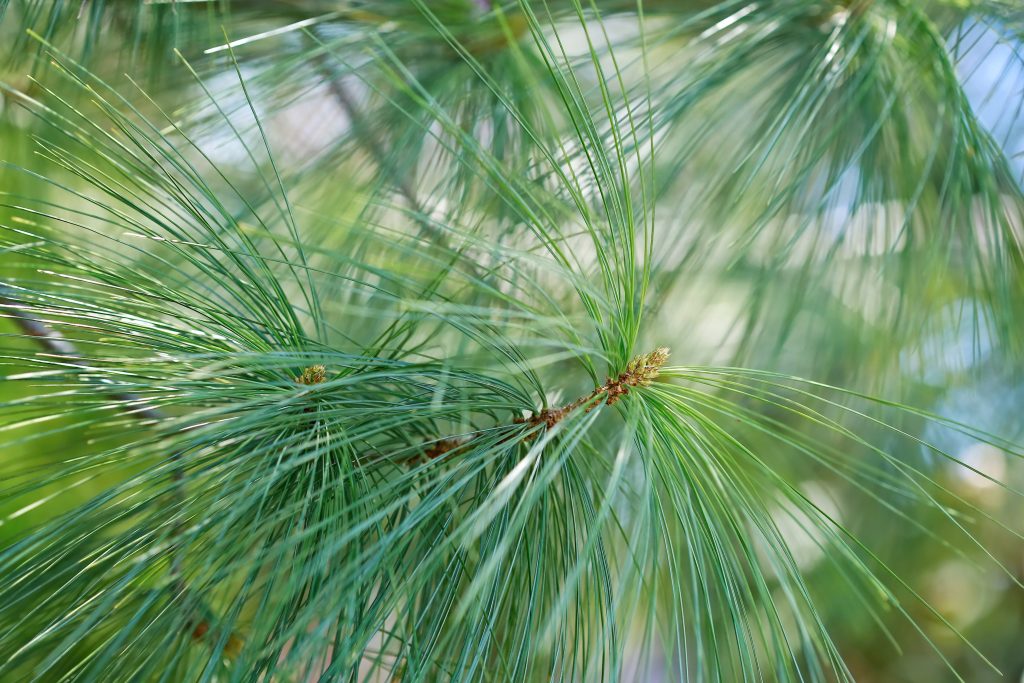 Сосна гималайская (Pinus wallichiana)