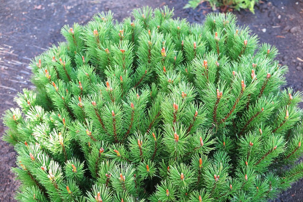  горная Мопс (Pinus mugo Mops): фото и описание, посадка, уход .