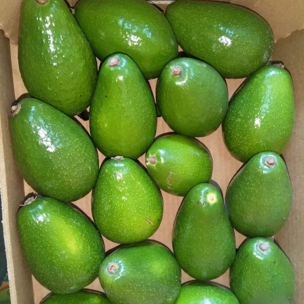 Спелый авокадо мягкий