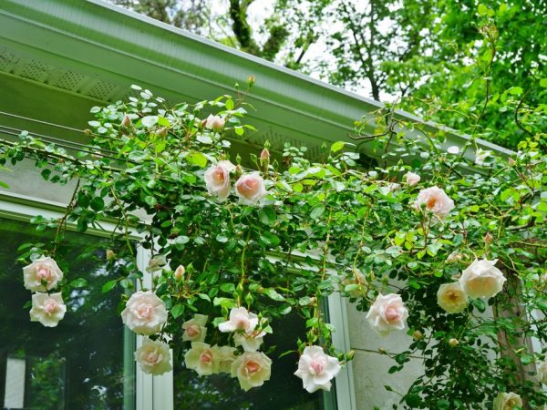 Укрытие плетистых роз на зиму — что советуют опытные садоводы