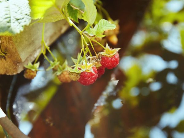 Чем подкормить малину осенью — какое удобрение выбрать