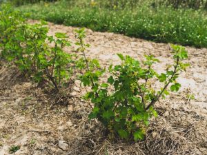 Как посадить смородину осенью — правила и рекомендации
