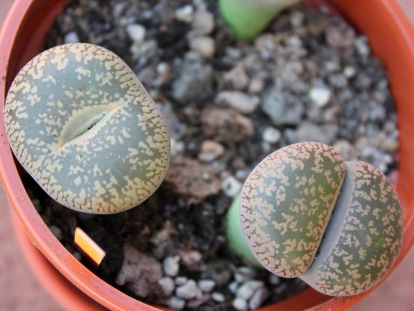 Литопсы, или цветущие камни — советы по выращиванию