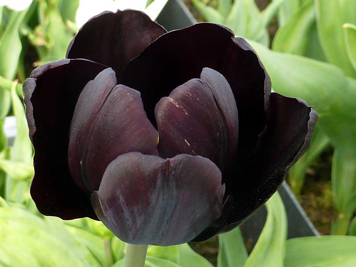 Черные тюльпаны 