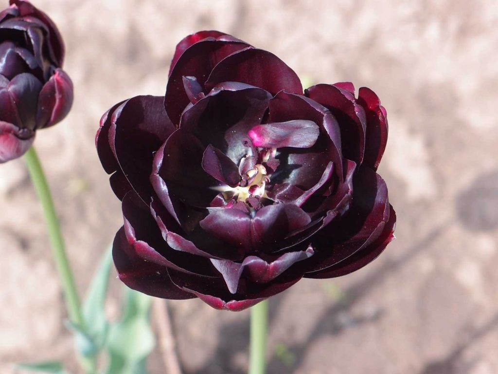Черный тюльпан фото цветок