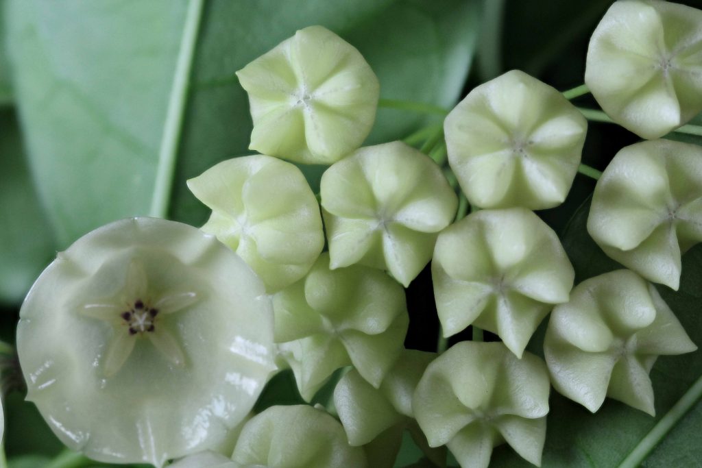 Хойя Локки — прекрасное комнатное растение
